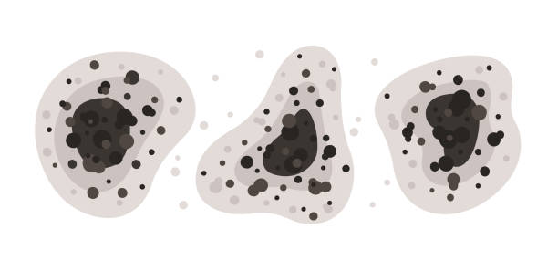 Best Mold Prevention Services  in Warrenton, OR