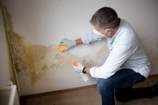 Best Asbestos and Lead Testing During Mold Inspection  in Warrenton, OR
